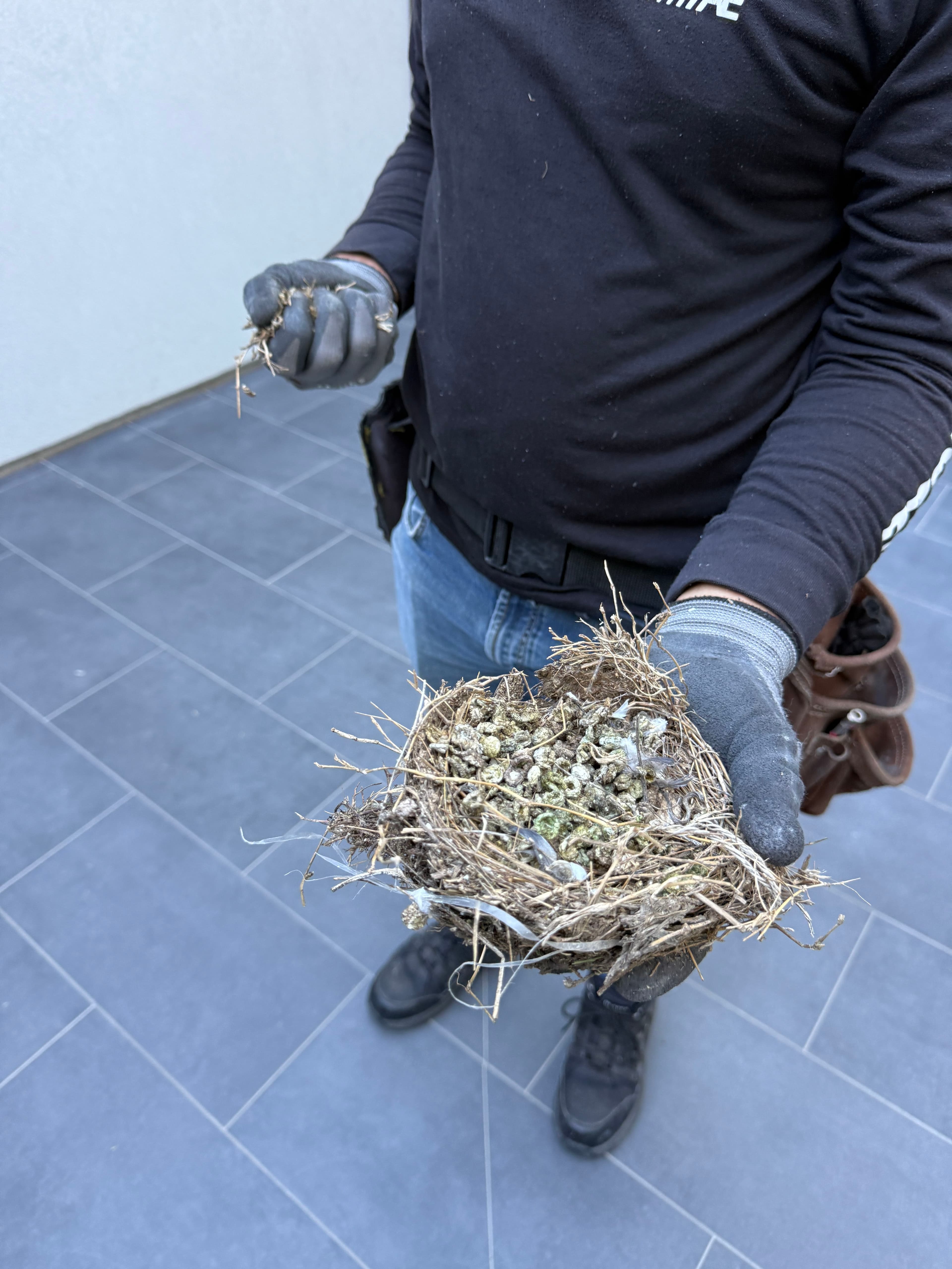 No More Birds in Your Gutters Solutions for Clean and Efficient Drainage