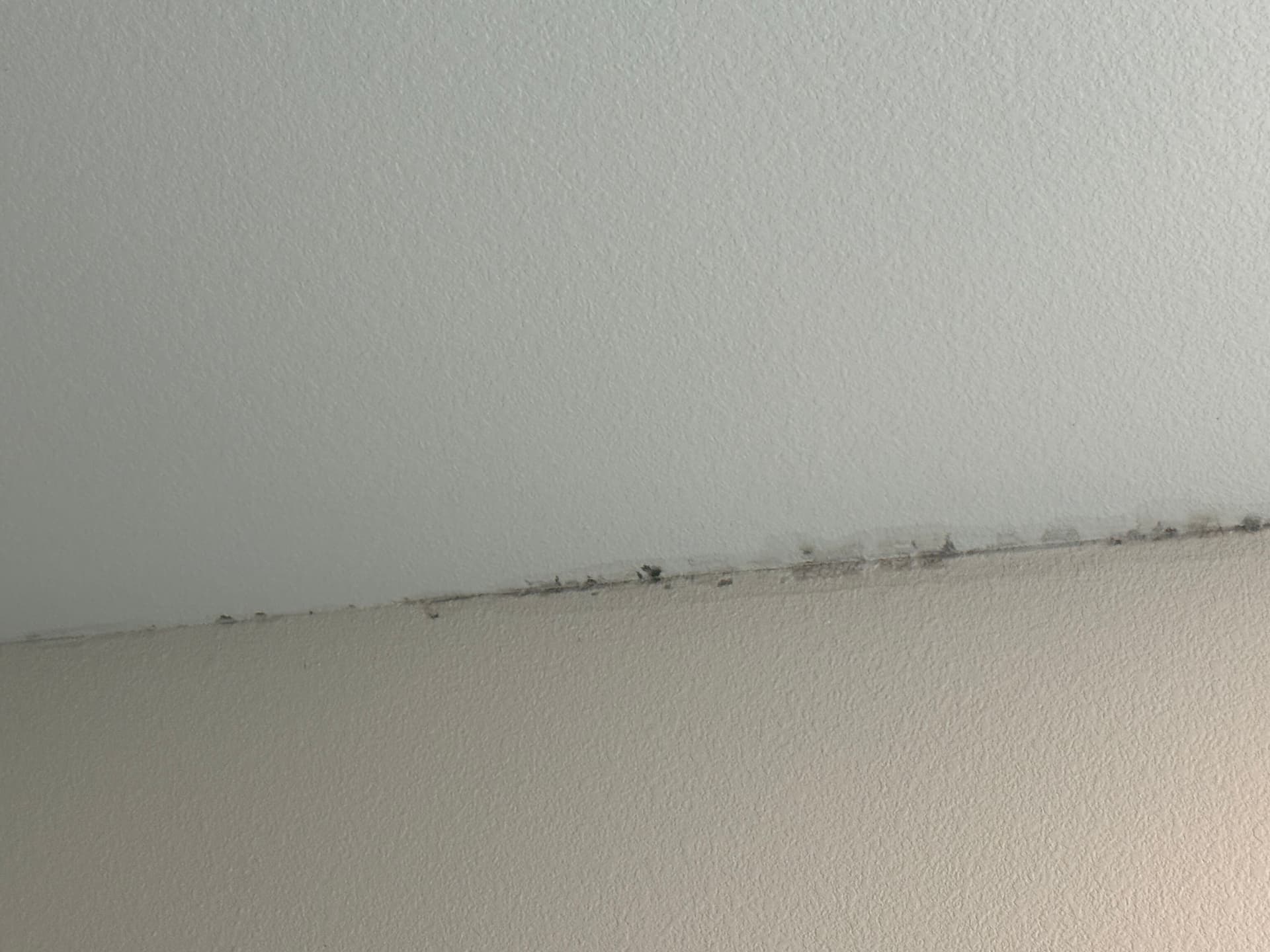 Gallery photos for Roof Leak Repair and Mold Removal: Image #1