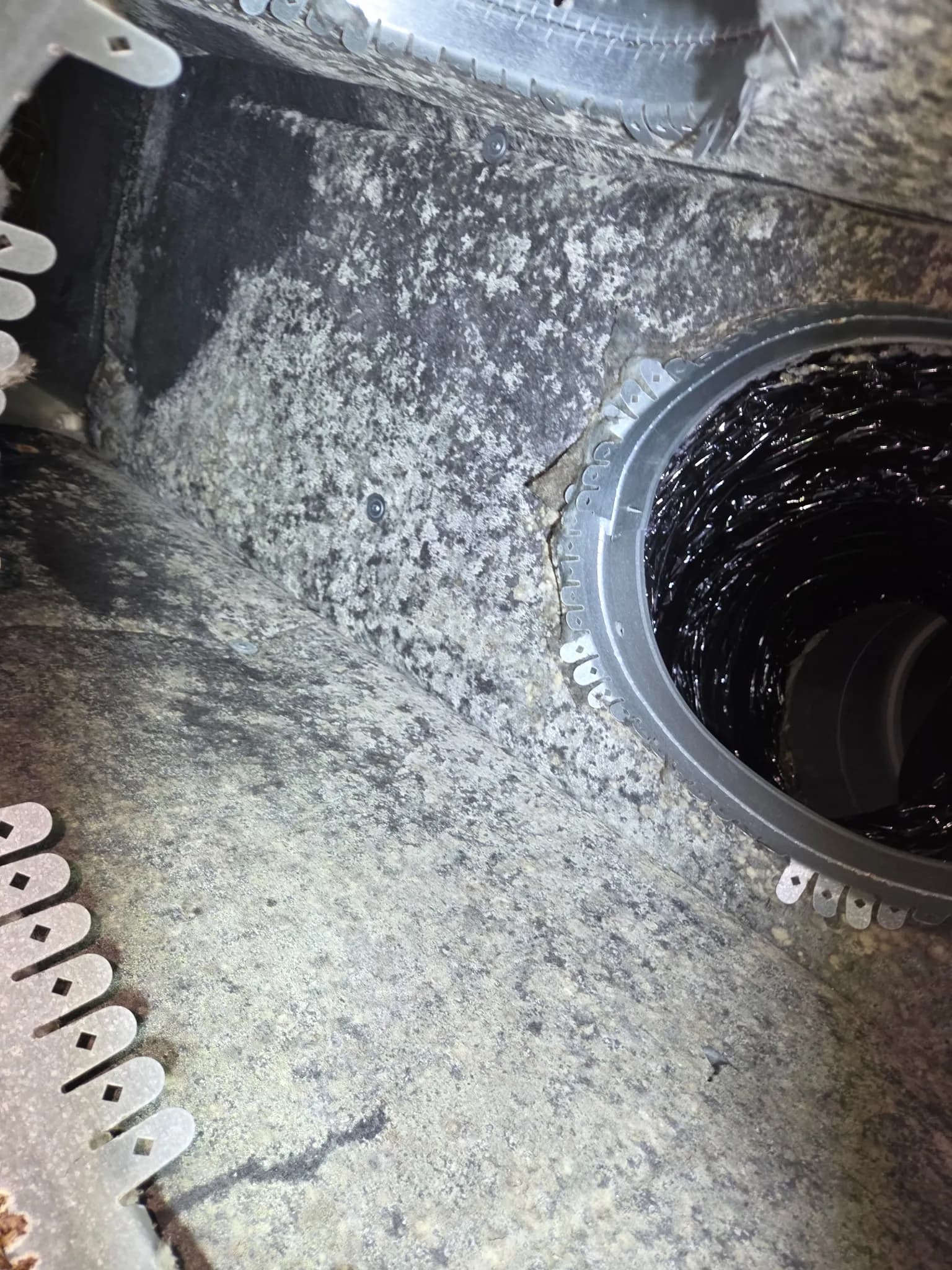Mold Found Inside HVAC Supply Plenum After Persistent Moisture Investigation image